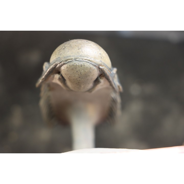 CROTALOCEPHALUS GIBBUS