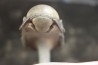 CROTALOCEPHALUS GIBBUS