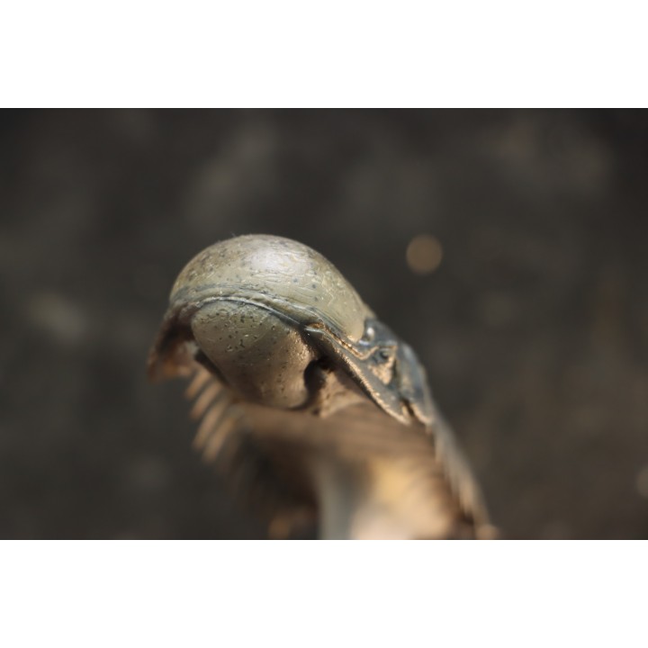 CROTALOCEPHALUS GIBBUS