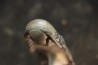 CROTALOCEPHALUS GIBBUS