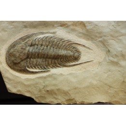 neltneria termieri