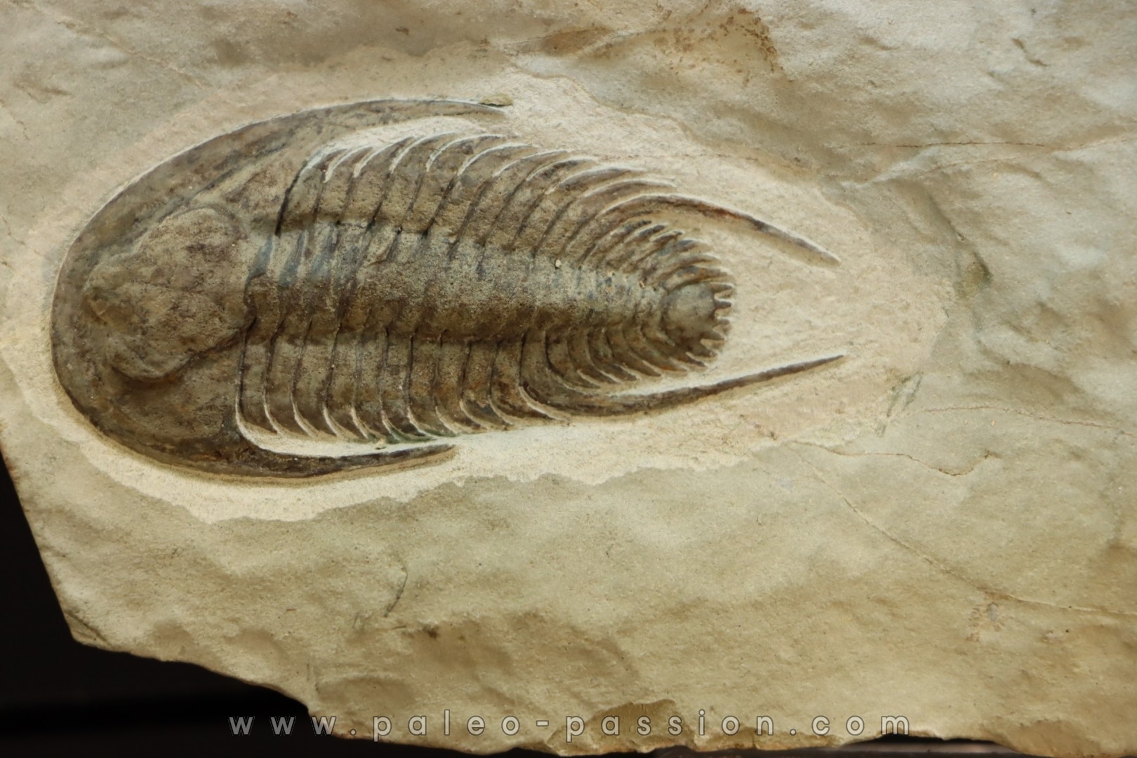 neltneria termieri