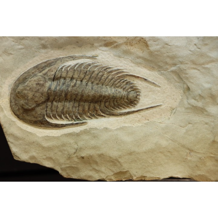 neltneria termieri