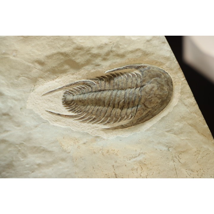 neltneria termieri