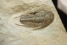 neltneria termieri