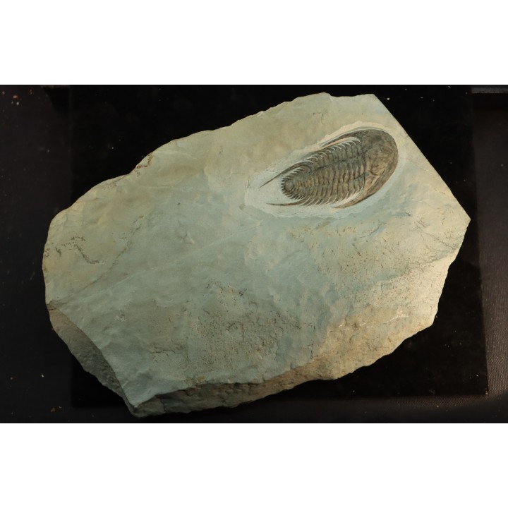 neltneria termieri