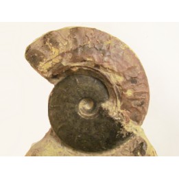 BEUDANTICERAS ALBENSE