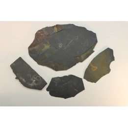 GRAPTOLITES  Silurian - Spain