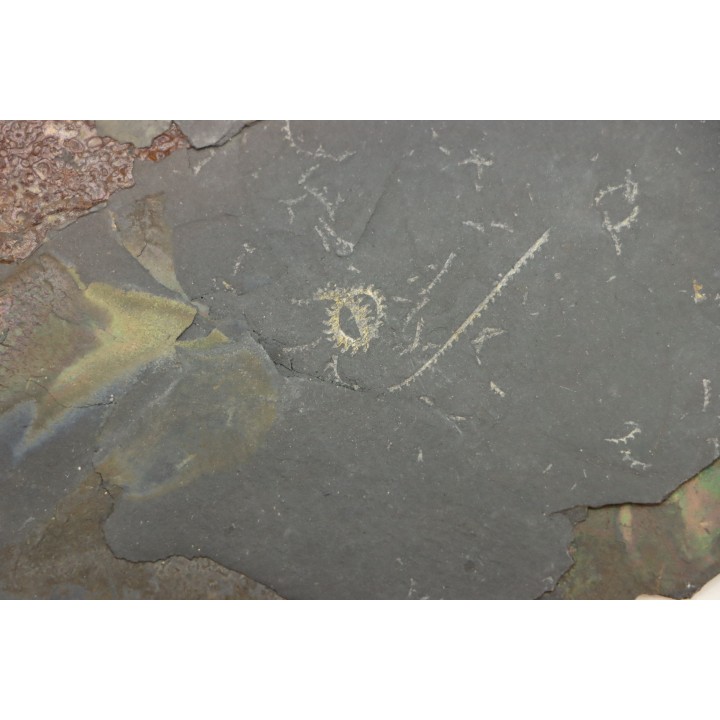 GRAPTOLITES  Silurien - Espagne
