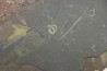 GRAPTOLITES  Silurian - Spain