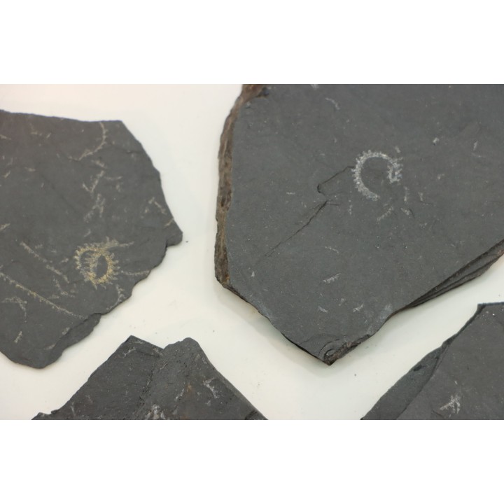 GRAPTOLITES  Silurien - Espagne