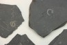 GRAPTOLITES  Silurien - Espagne