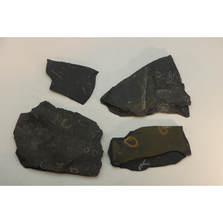 GRAPTOLITES  Silurien - Espagne
