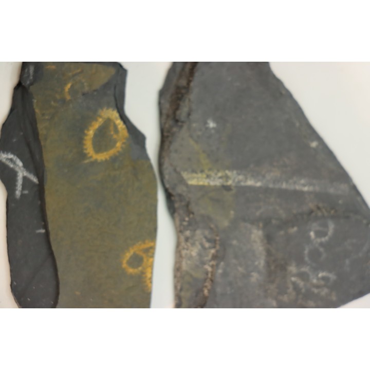 GRAPTOLITES  Silurian - Spain