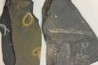 GRAPTOLITES  Silurien - Espagne