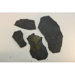 GRAPTOLITES  Silurian - Spain