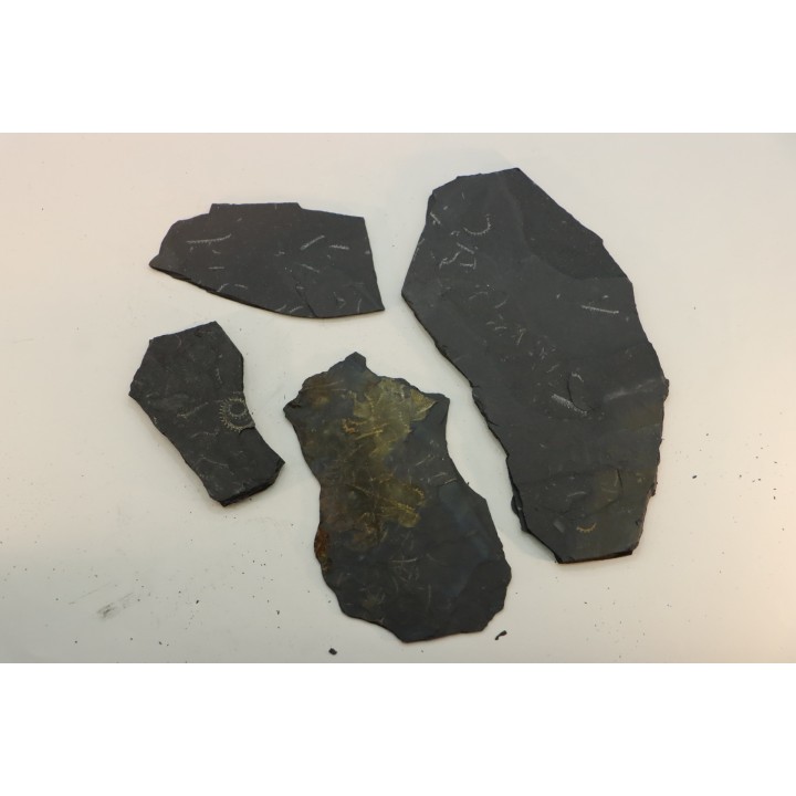 GRAPTOLITES  Silurian - Spain