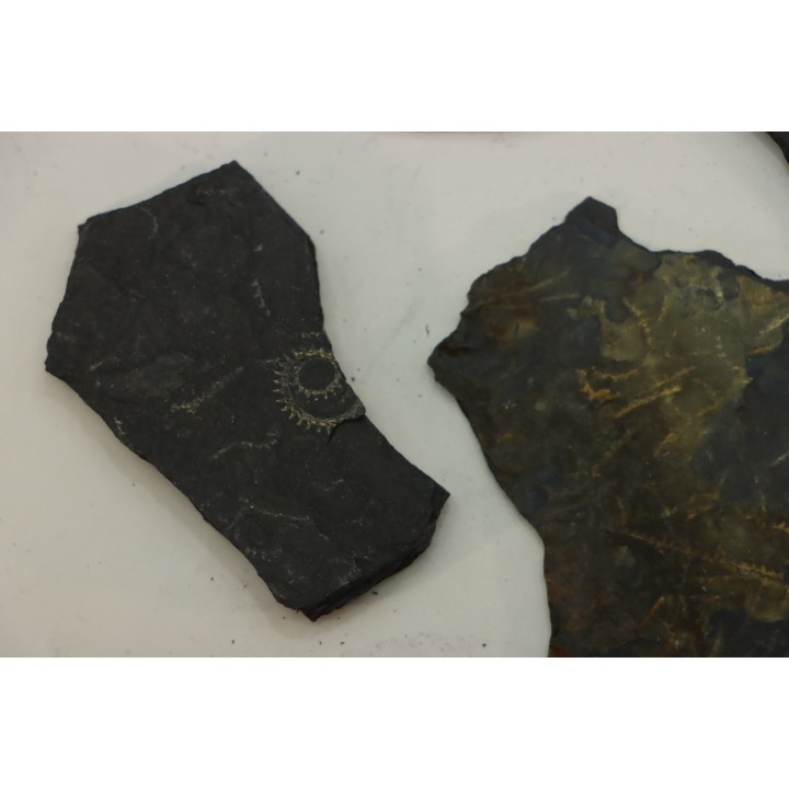 GRAPTOLITES  Silurian - Spain