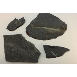 GRAPTOLITES  Silurian - Spain