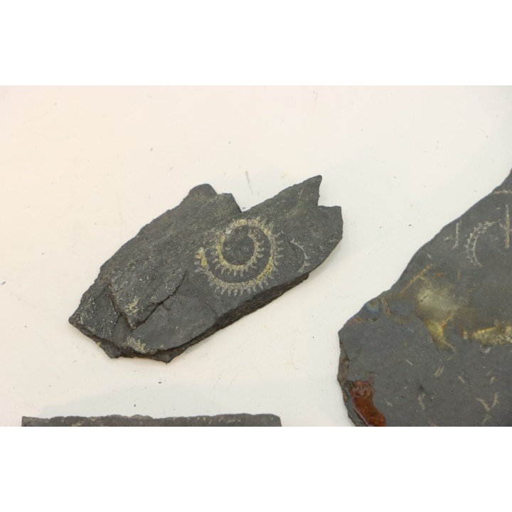 GRAPTOLITES  Silurian - Spain