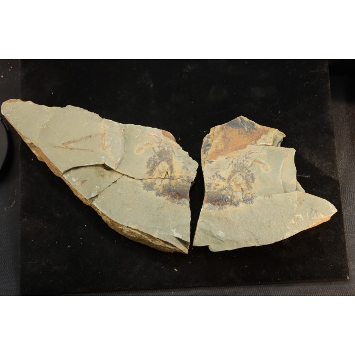 Furca mauretanica - Ordovicien - Fezouata fmt, Maroc