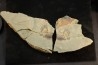 Furca mauretanica - Ordovicien - Fezouata fmt, Maroc