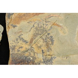 Furca mauretanica - Ordovicien - Fezouata fmt, Maroc
