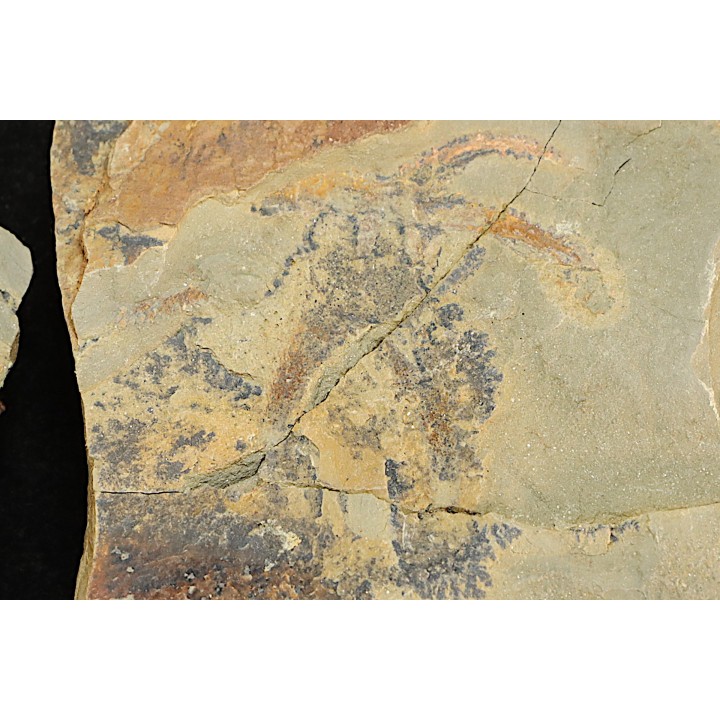 Furca mauretanica - Ordovicien - Fezouata fmt, Maroc