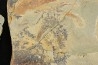Furca mauretanica - Ordovicien - Fezouata fmt, Maroc