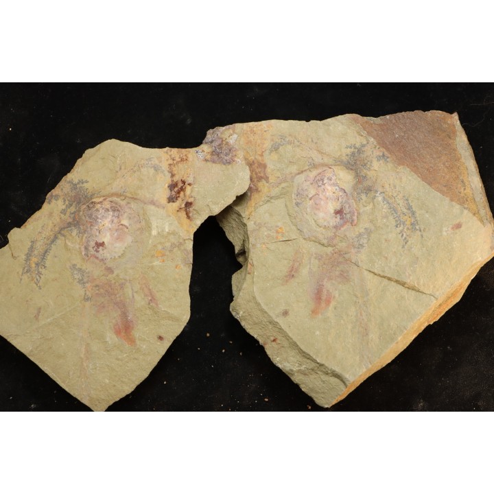 Furca mauretanica Ordovician - Fezouata fmt, Morocco