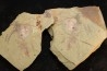 Furca mauretanica Ordovician - Fezouata fmt, Morocco