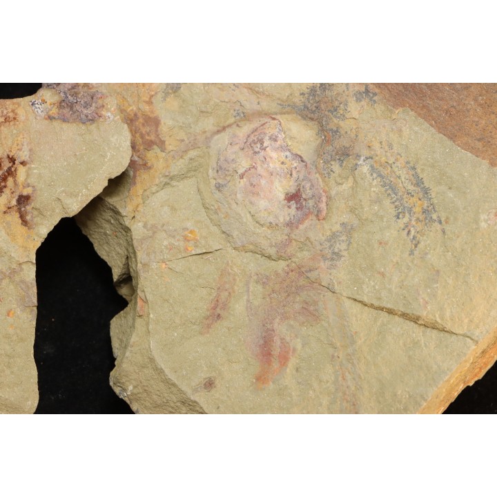 Furca mauretanica - Ordovicien - Fezouata fmt, Maroc