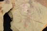 Furca mauretanica - Ordovicien - Fezouata fmt, Maroc