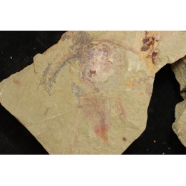Furca mauretanica Ordovician - Fezouata fmt, Morocco