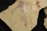 Furca mauretanica - Ordovicien - Fezouata fmt, Maroc