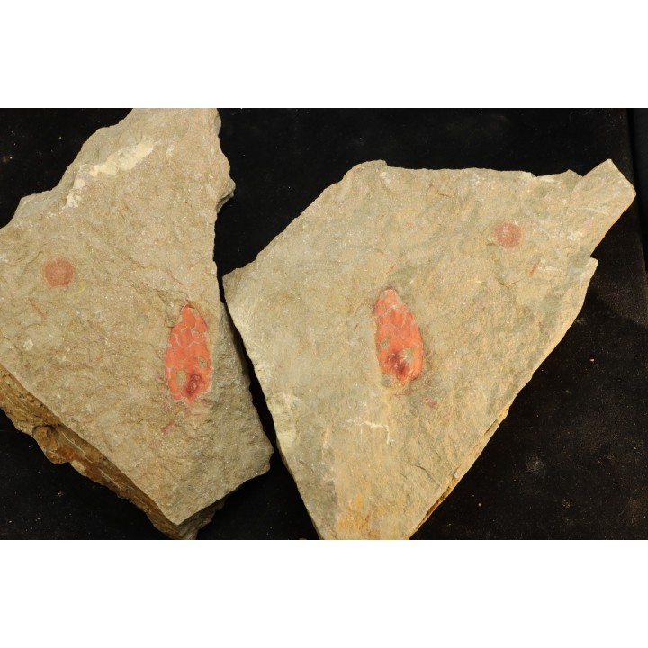Rhopalocystis sp. - Ordovician - Fezouata fmt - Morocco
