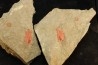 Rhopalocystis sp. - Ordovician - Fezouata fmt - Morocco