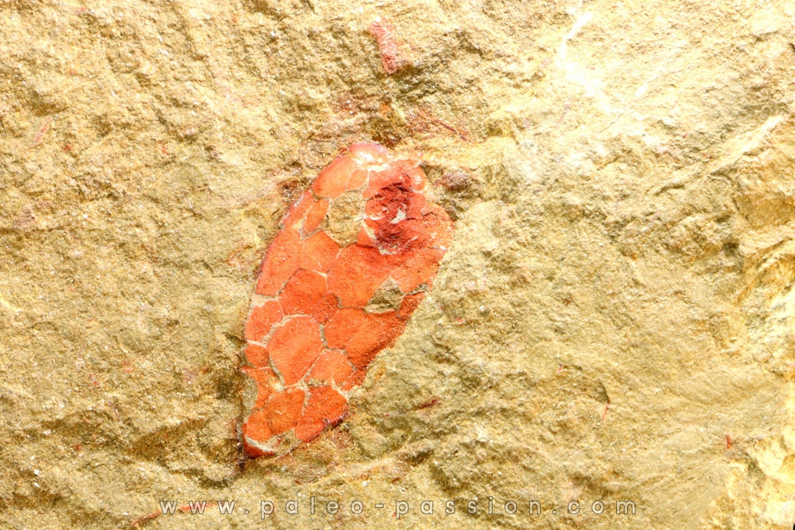 Rhopalocystis sp. - Ordovician - Fezouata fmt - Morocco