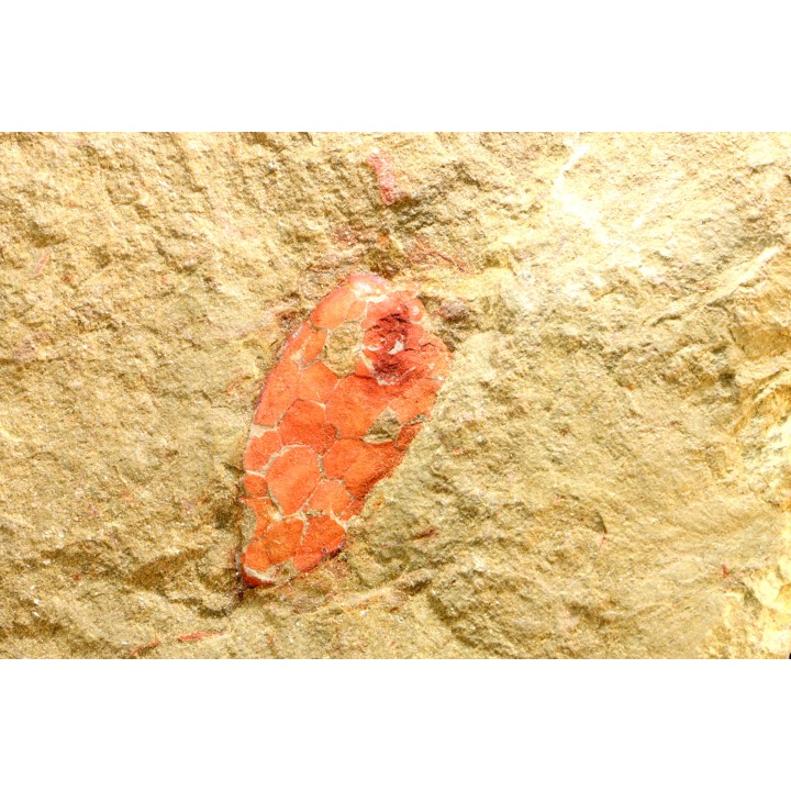 Rhopalocystis sp. - Ordovician - Fezouata fmt - Morocco