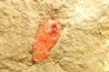 Rhopalocystis sp. - Ordovicien - Fezouata fmt, Maroc