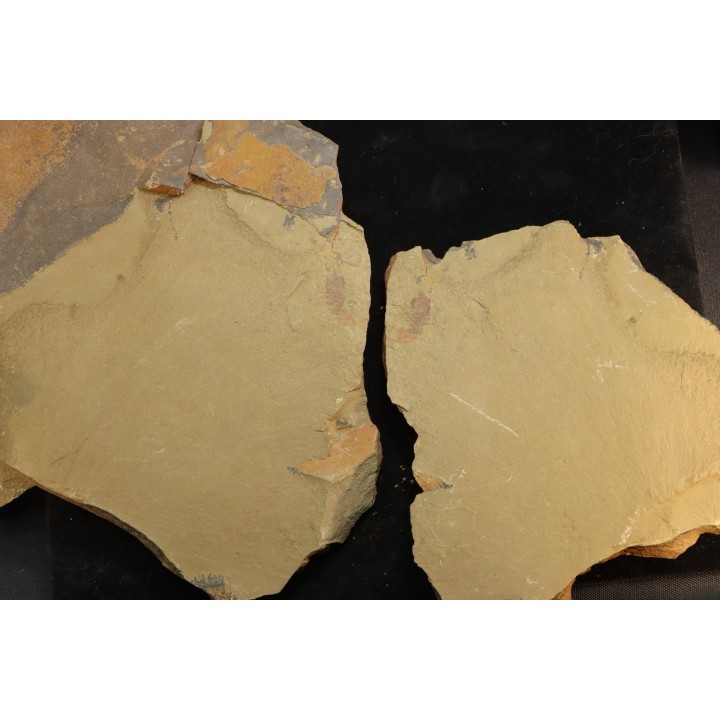 Thelxiope sp.  - Ordovicien - Fezouata fmt, Maroc