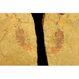 Thelxiope sp.  - Ordovicien - Fezouata fmt, Maroc