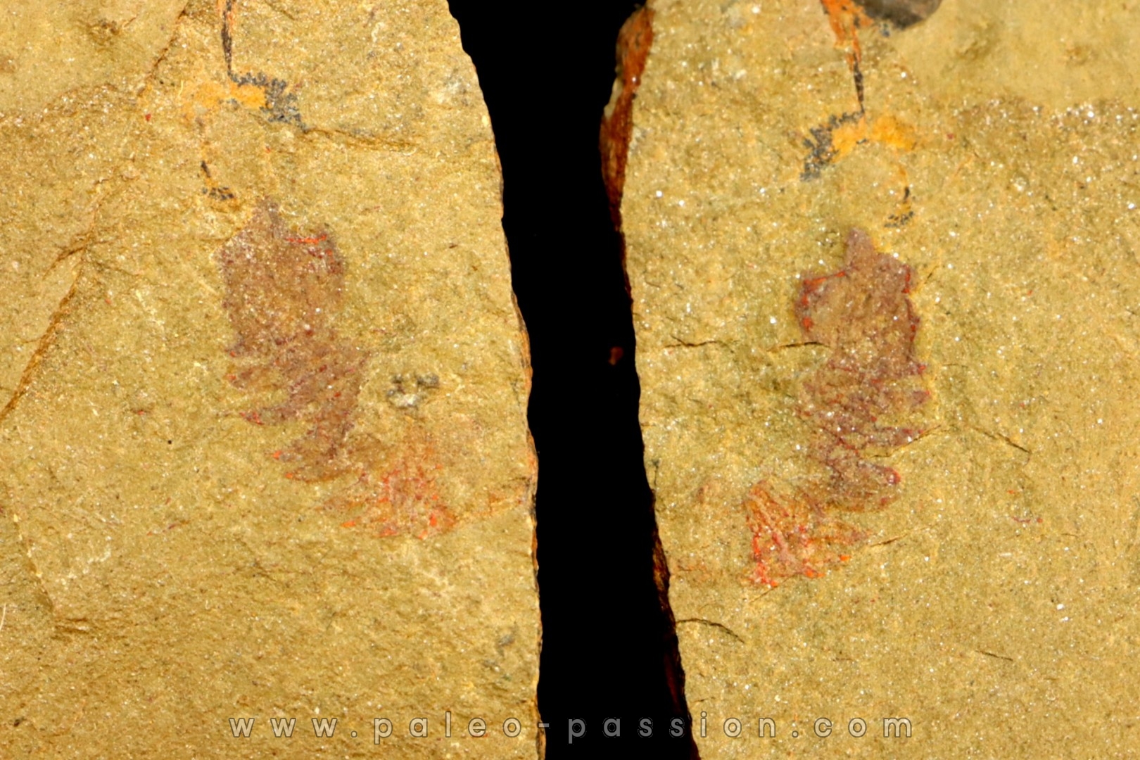 Thelxiope sp. - Ordovicien - Fezouata fmt, Maroc