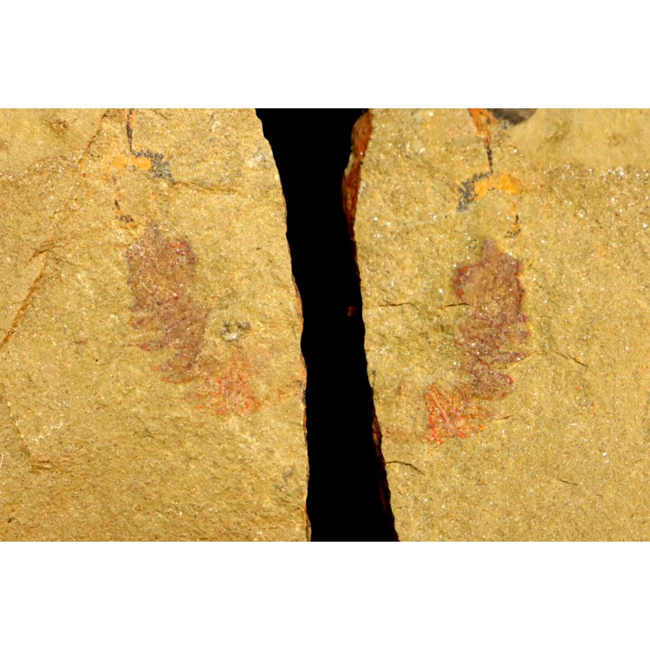 Thelxiope sp.  - Ordovicien - Fezouata fmt, Maroc