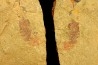 Thelxiope sp. - Ordovician - Fezouata fmt - Morocco