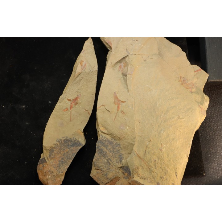 Belle association Thoralicystis zagoraensis  et Synziphosurine - Ordovicien - Fezouata fmt, Maroc