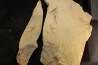 Nice association Thoralicystis zagoraensis and Synziphosurine - Ordovician - Fezouata fmt - Morocco