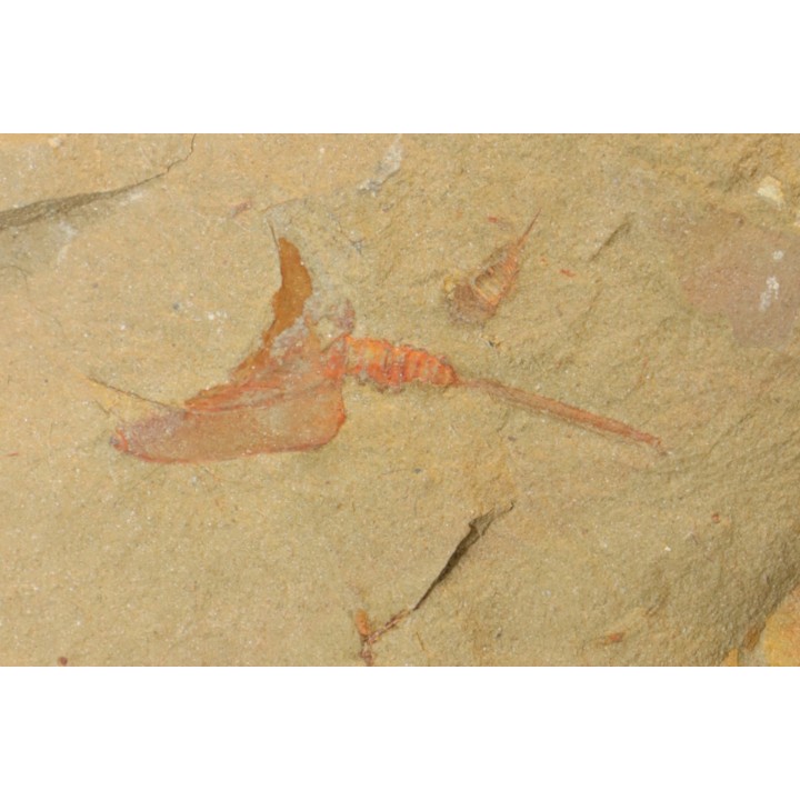 Nice association Thoralicystis zagoraensis and Synziphosurine - Ordovician - Fezouata fmt - Morocco