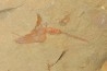 Nice association Thoralicystis zagoraensis and Synziphosurine - Ordovician - Fezouata fmt - Morocco