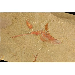 Belle association Thoralicystis zagoraensis  et Synziphosurine - Ordovicien - Fezouata fmt, Maroc